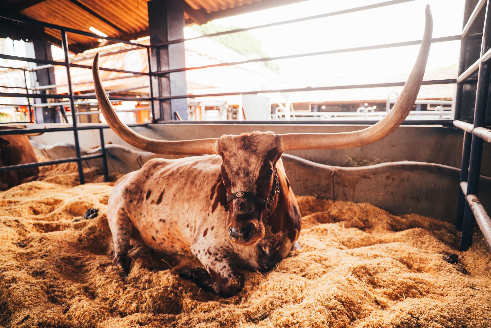 Chifres podem passar de dois metros: conheça a raça Texas longhorn
