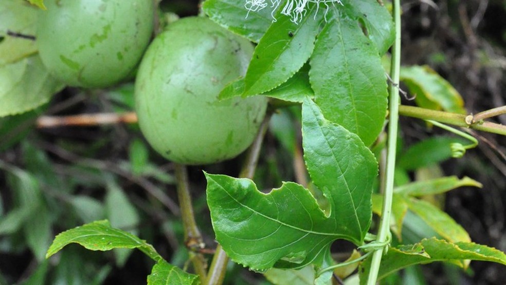 O maracujazeiro pode ser plantado em pequenas, médias e grandes propriedades, bem como em fundo de quintal  — Foto: Globo Rural