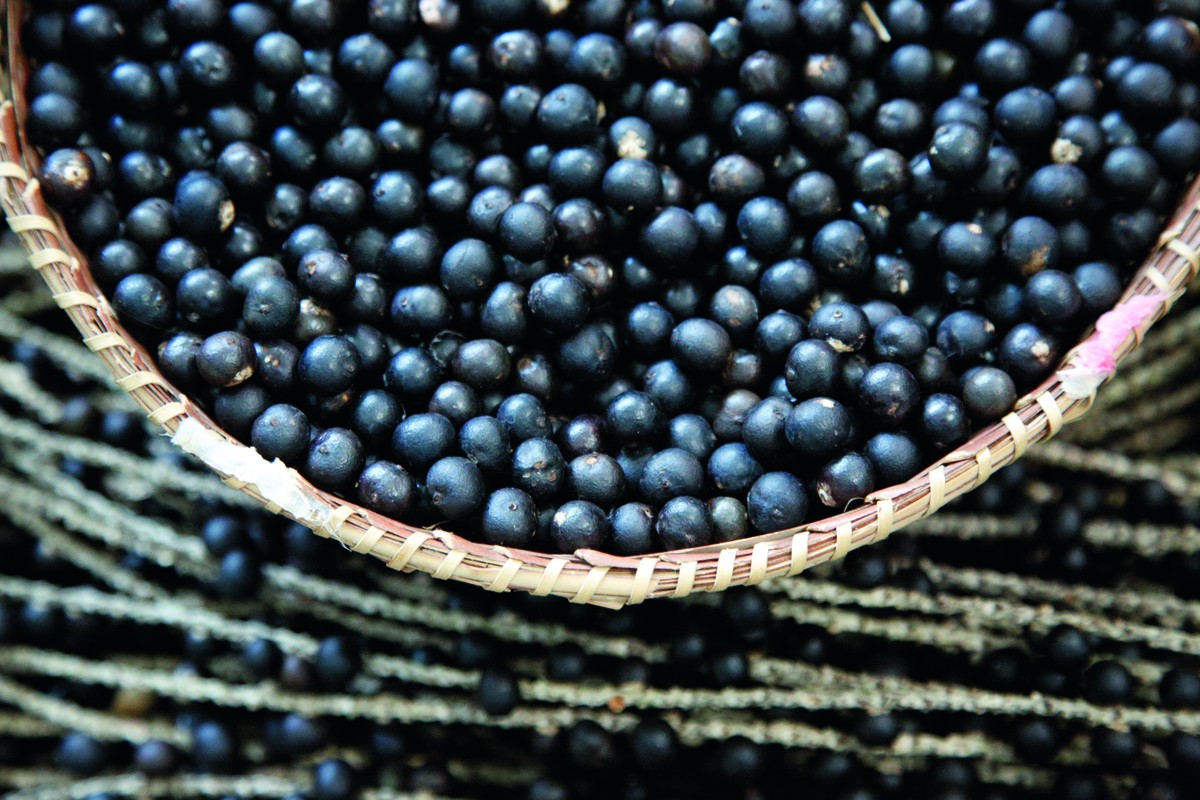 'Carvão orgânico' do açaí...