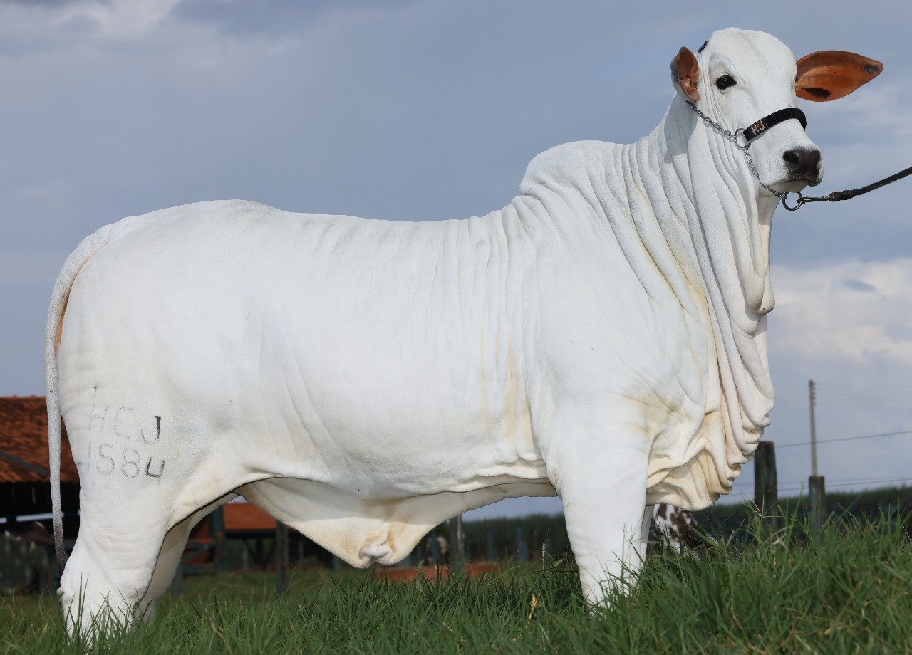 Vaca da dupla Henrique e Juliano, que vale R$ 4,2 milhões, é atração em exposição