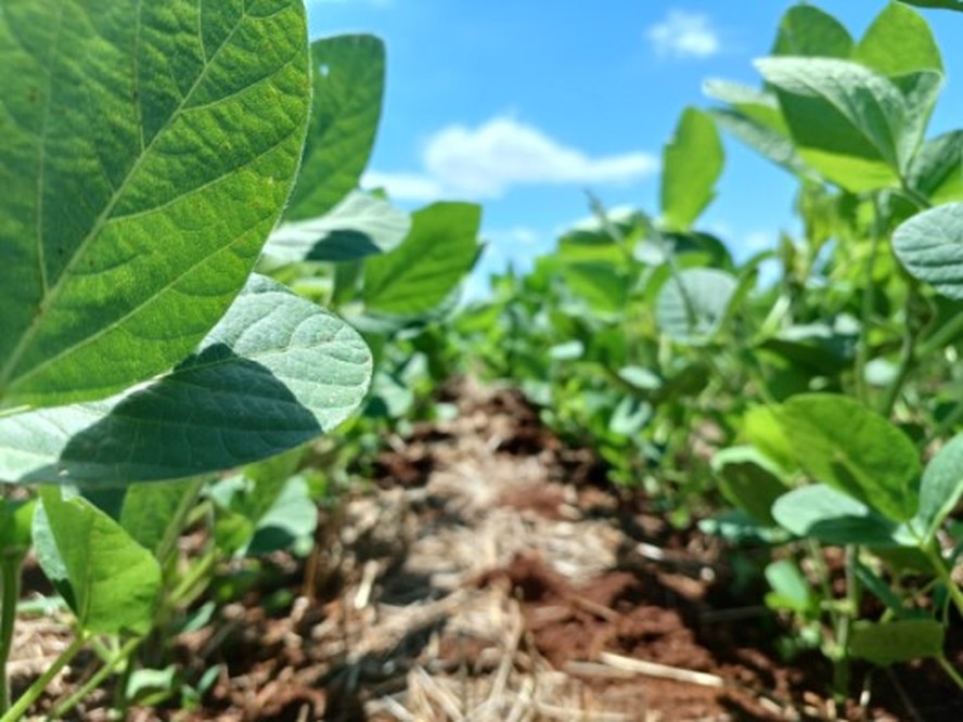 Previsão aponta melhora para as condições de clima nas lavouras de soja em grande parte do Brasil