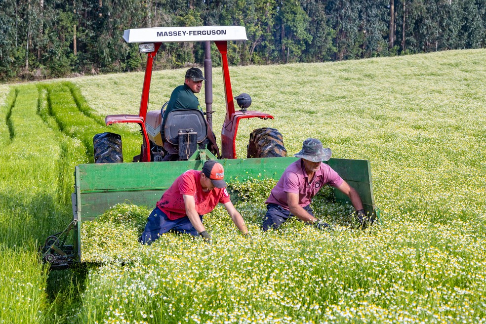 Melhorar o sistema de colheita também está entre os planos — Foto: Divulgação