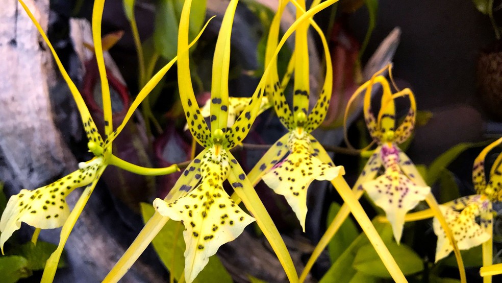 Orquídea aranha — Foto: Canva / Creative Commoms
