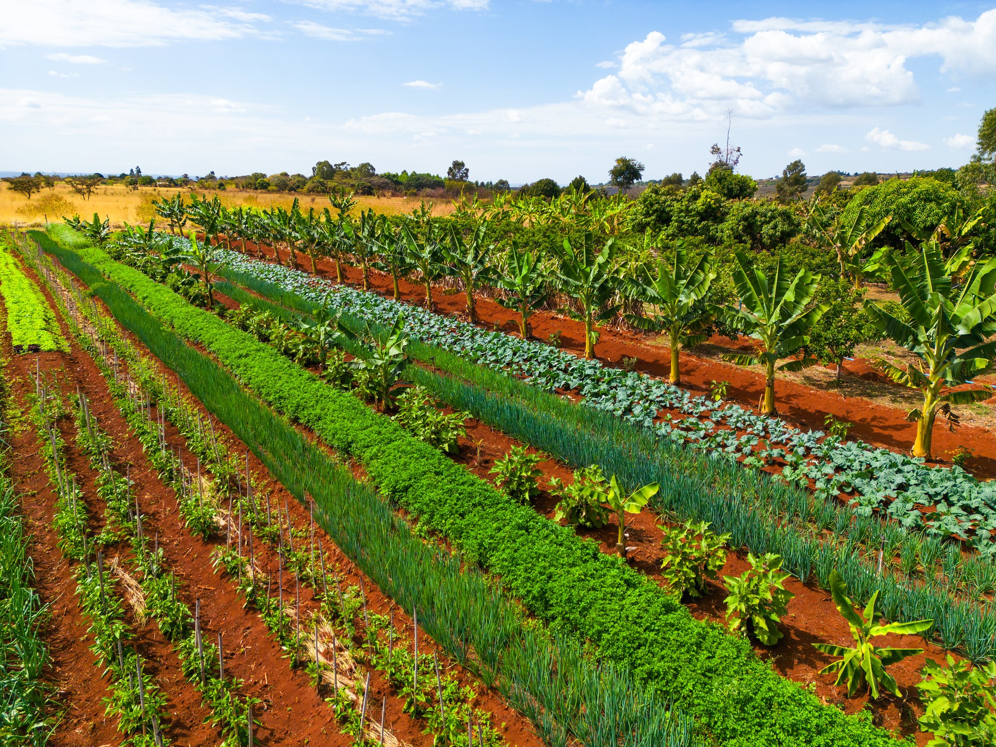 Novo sistema fará certificação de origem de produtos vegetais