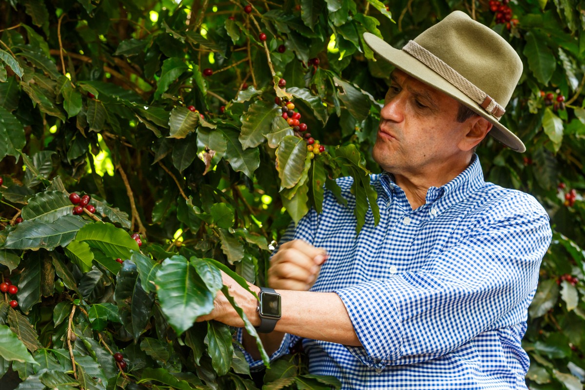 ミナスの大小の生産者はスペシャルティ コーヒーに頼っている | コーヒー