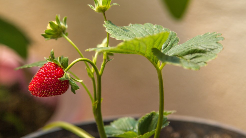 Como plantar morango: veja o passo a passo e dicas para cuidar da fruta