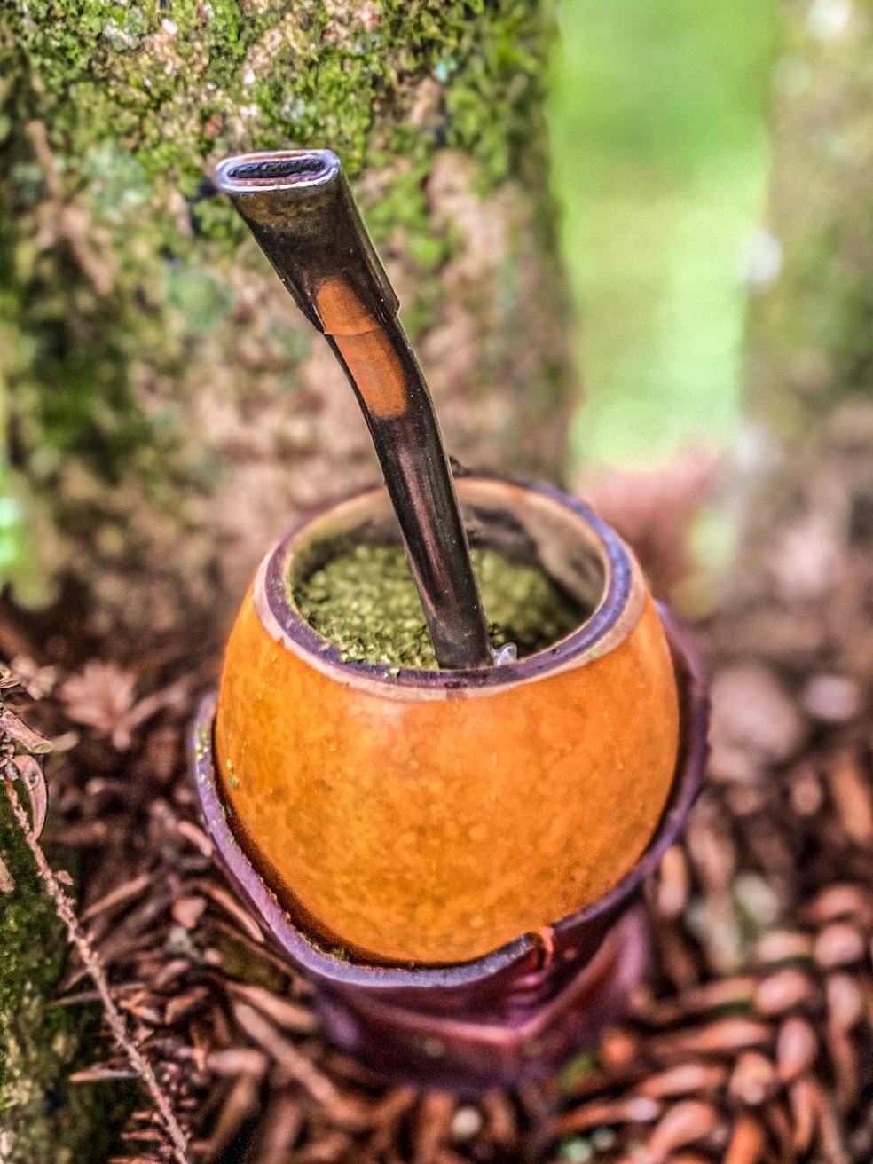 Além do chimarrão e do tereré. Parceria entre governo do Estado e universidade prevê diversificação de uso da erva-mate — Foto: Invest Paraná