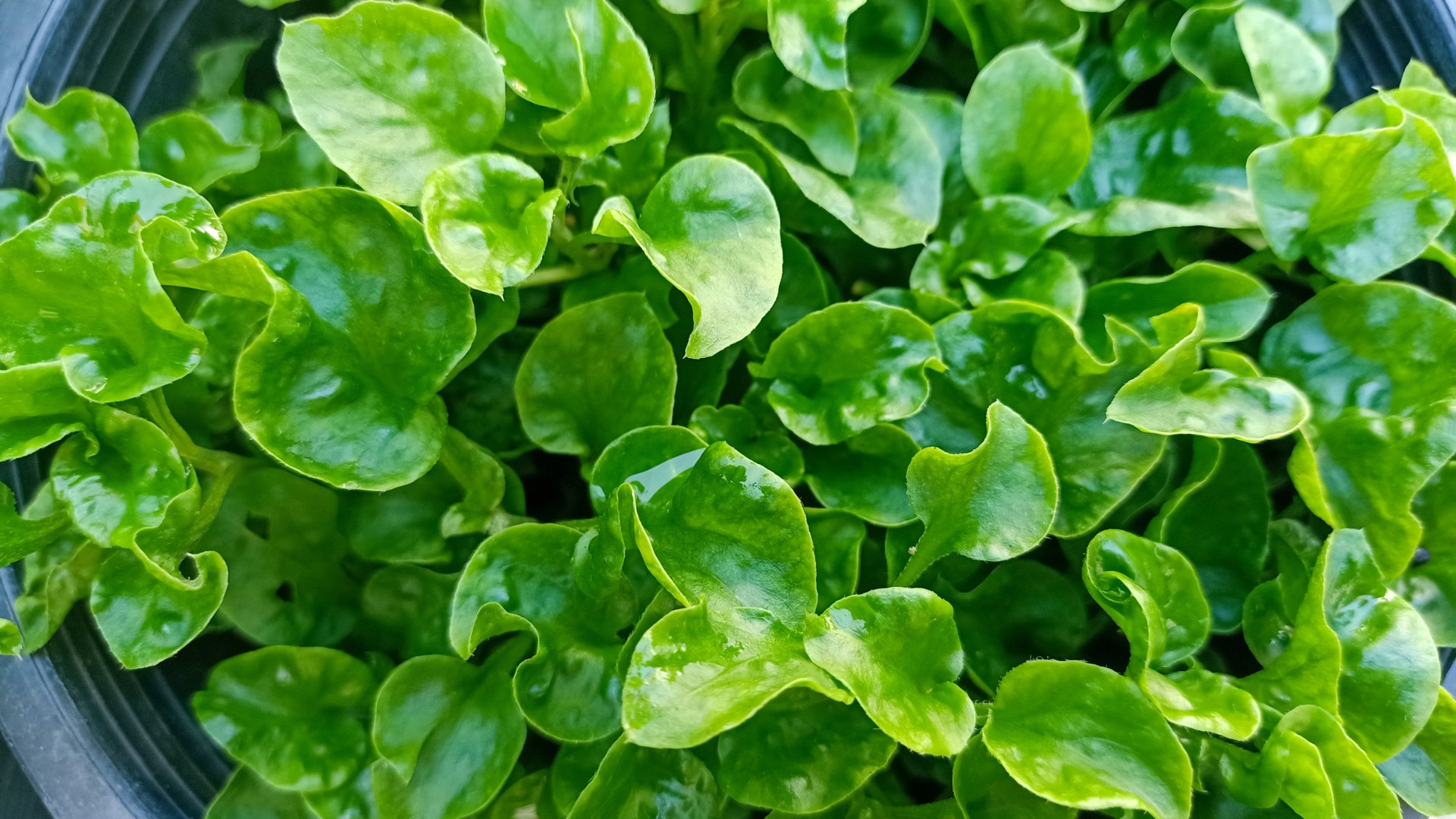 Veja o que plantar em junho: 15 opções de hortaliças e frutas