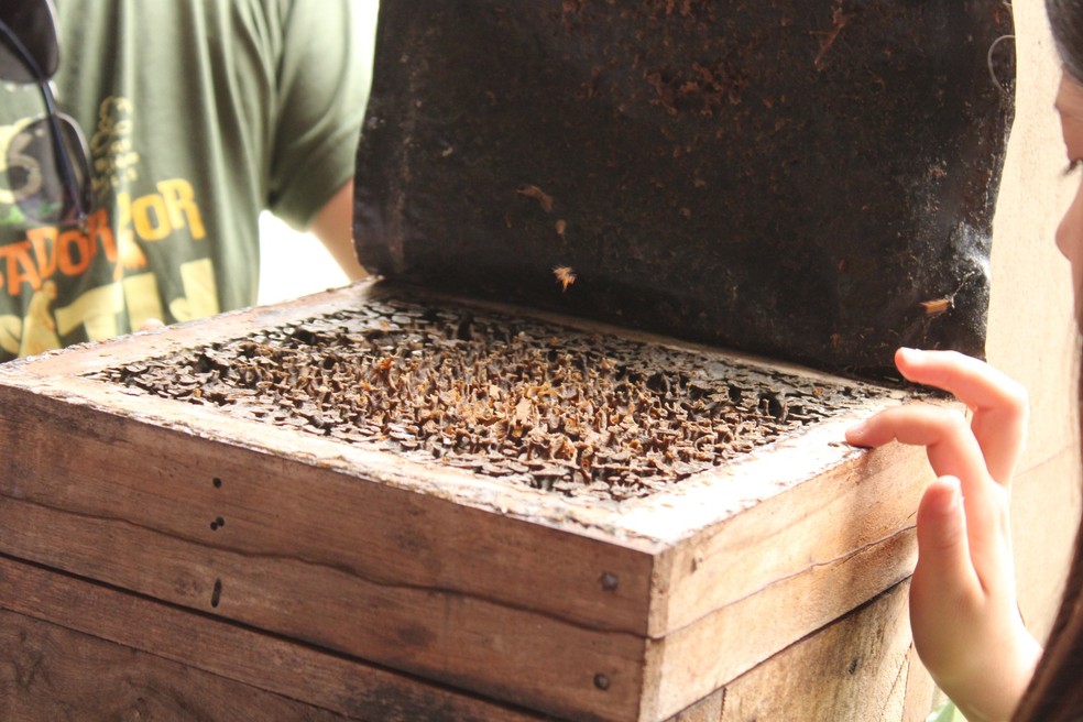 Projeto usa a criação de abelhas nativas como porta de entrada para o ensino sobre biodiversidade, sustentabilidade e ciência — Foto: Divulgação