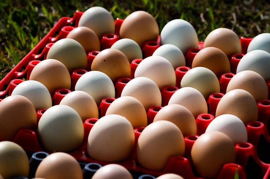 Avicultura brasleira produzi 1,05 bilhão de dúzias de ovos no quarto trimestre de 2023