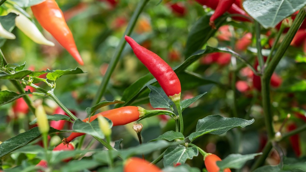 Pimenta dedo-de-moça — Foto: Canva/Creative Commons