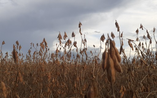 Preço da soja volta a cair no Brasil