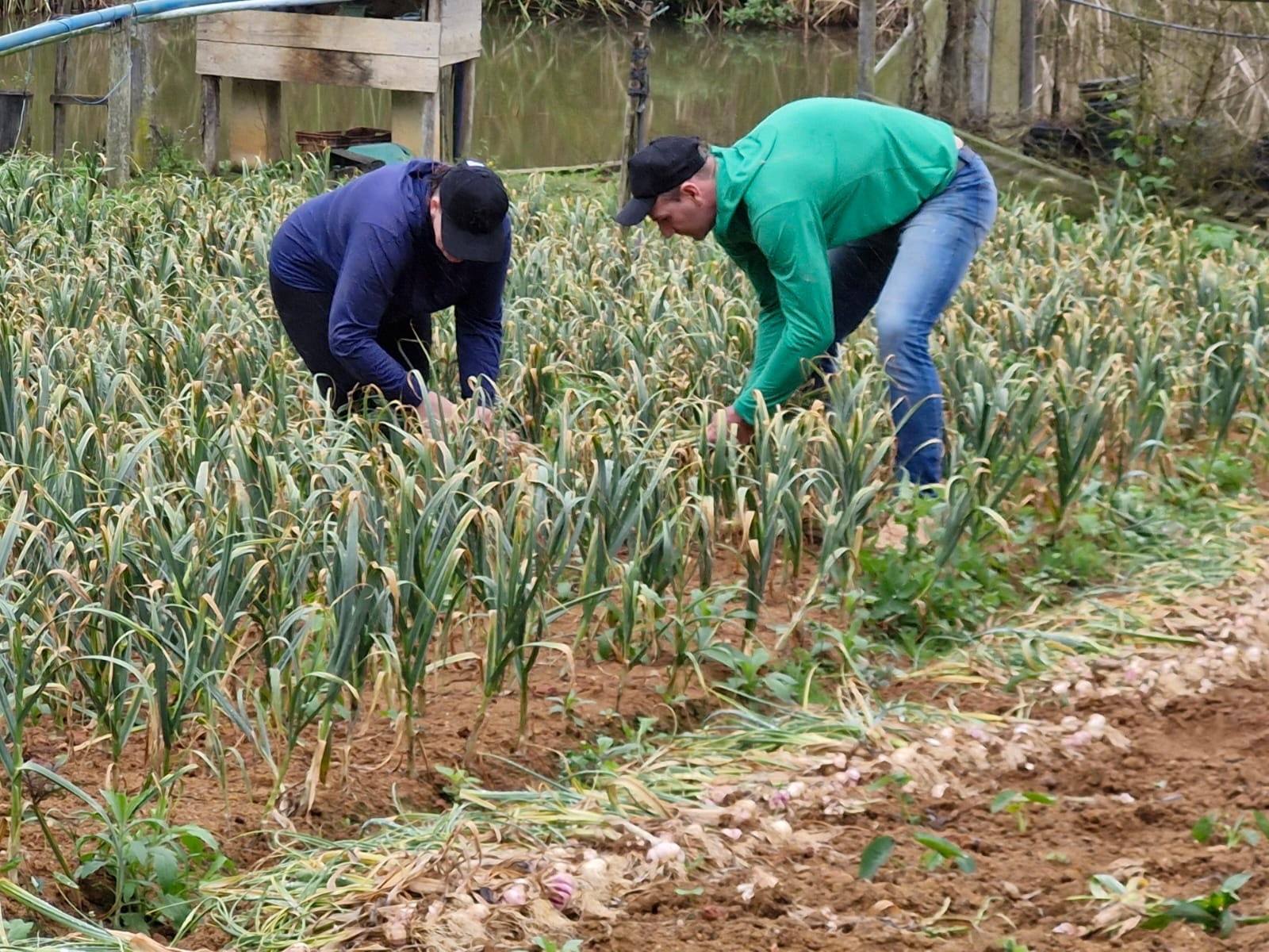 Alho livre de vírus resgata cultivo no Espírito Santo e anima agricultores familiares