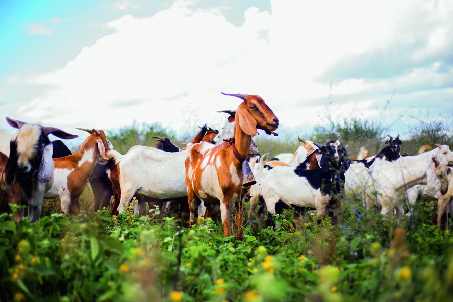 O município de Casa Nova, no semiárido baiano, abriga o maior rebanho de caprinos do país