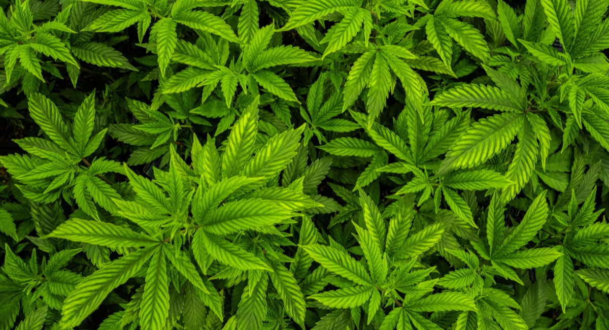 Plantio de cânhamo para fins medicinais deve ser regulamentado até 31 de março