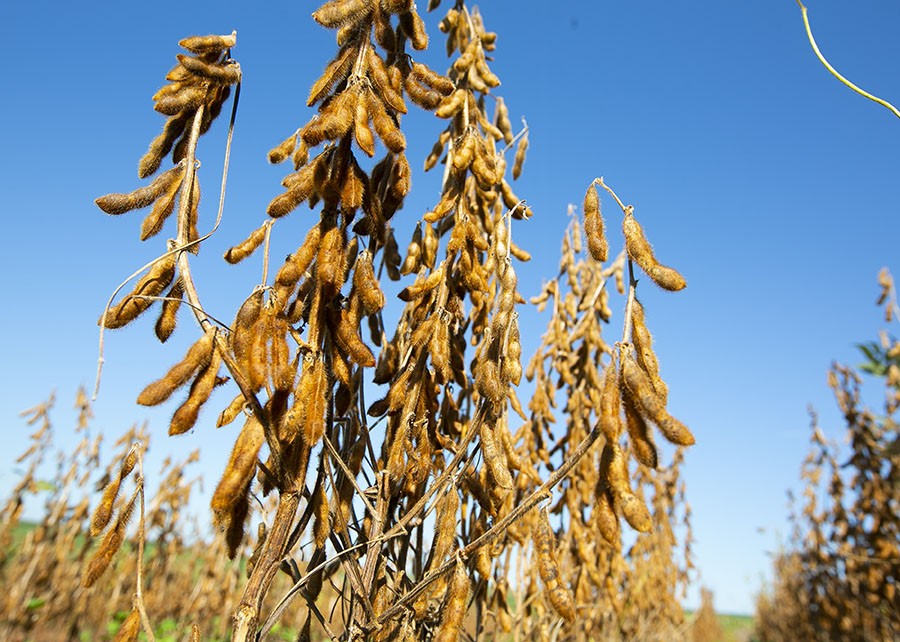 Embrapa lança variedades de soja para o Centro-oeste na Tecnoshow Comigo