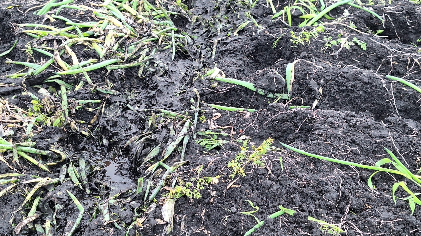 Governo de SP libera R$ 2 milhões em crédito para produtores afetados por temporais em Mogi das Cruzes - Foto