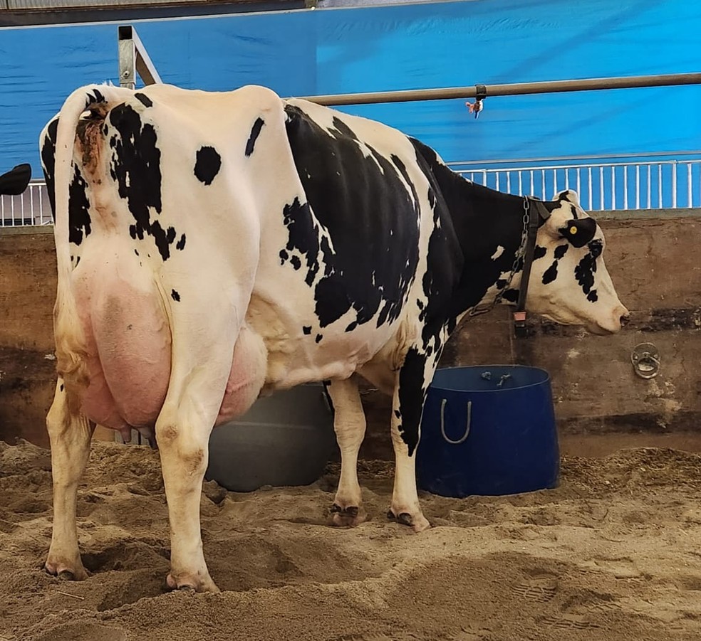 Vaca campeã recebeu uma dieta diversificada e balanceada, com observação da saúde de ruminação — Foto: Fazenda Genética Arm/Divulgação