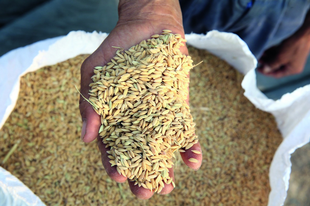 Leilão vende 103 mil toneladas de arroz para apoiar produtores