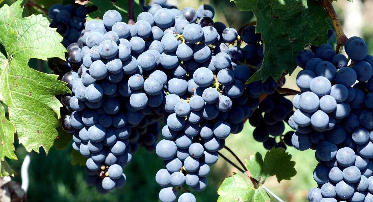 Como a uva cabernet sauvignon guarda 'memória ancestral' de mais de três séculos