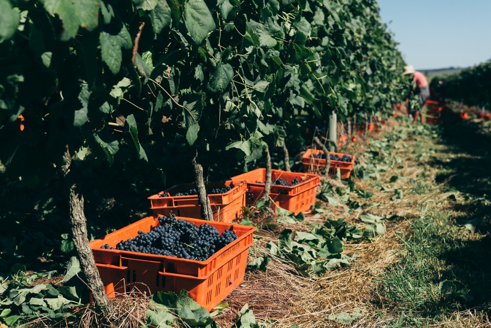 Em torno de 25% a 30% dols mais de 300 produtores de uva associados à vinícola aderiram ao manejo verde e sustentáve — Foto: Divulgação