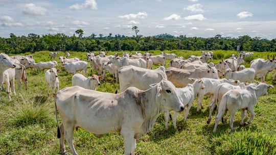 JBS vai investir R$ 10 milhões para projeto de pecuária regenerativa na Amazônia