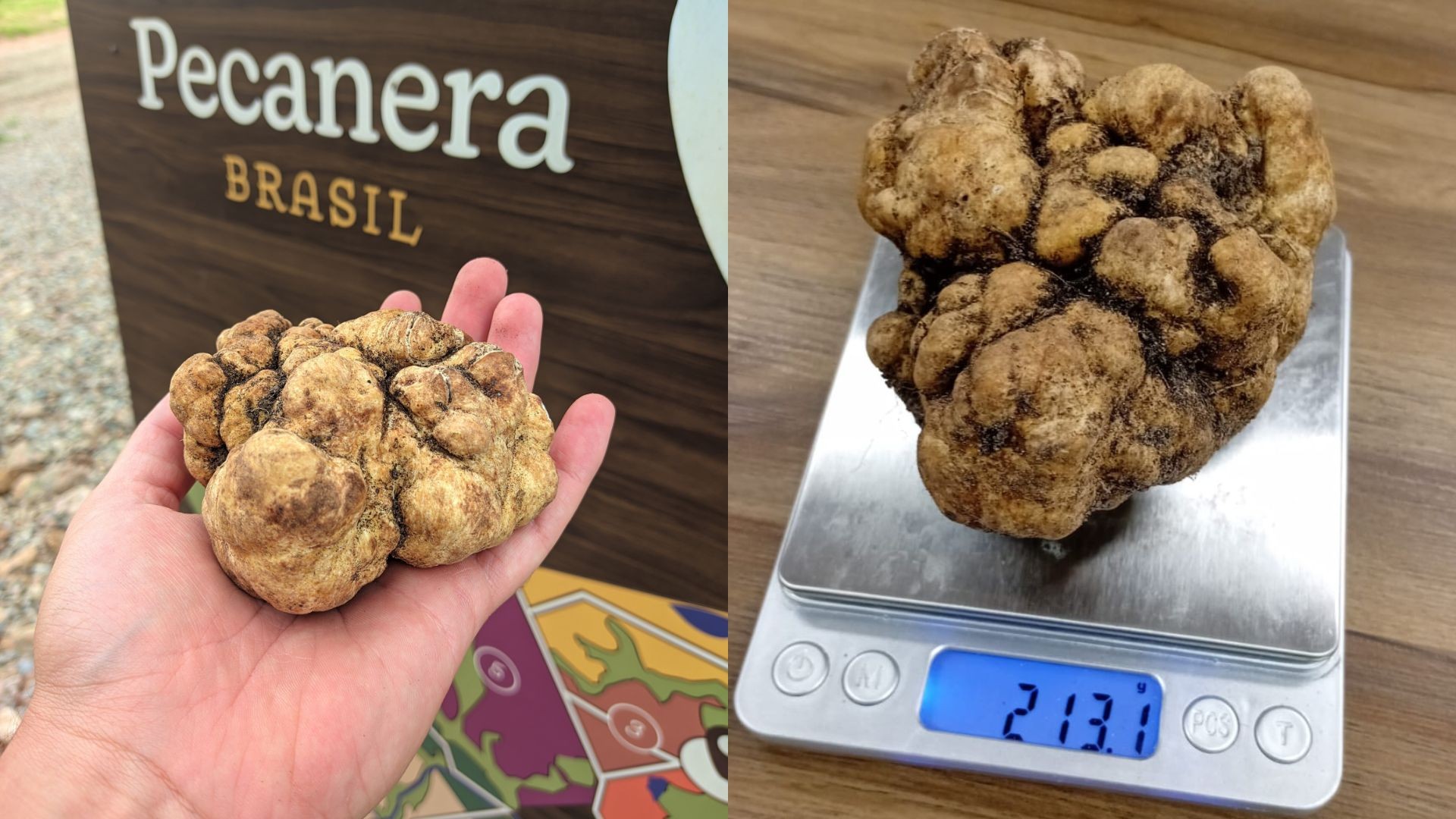 Restaurante com estrelas Michelin compra trufa encontrada no RS por R$ 10 mil o quilo