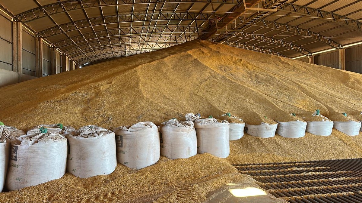 Tecnologia que ‘reorganiza’ átomos em lavouras pode acelerar secagem de grãos | Inovação