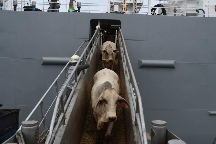 Exportação de gado vivo cresceu 5,53% em 2025 e bateu novo recorde