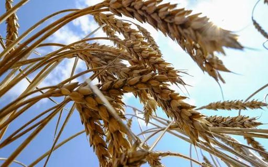Incertezas sobre o funcionamento do acordo de exportação de grãos do Mar Negro dão suporte aos preços do trigo