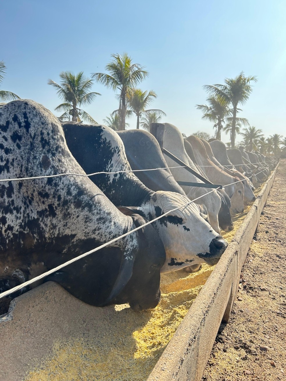 Gado com a cabeça inclinada para baixo, dentro de um cocho, consumindo ração — Foto: Nutri Ganho