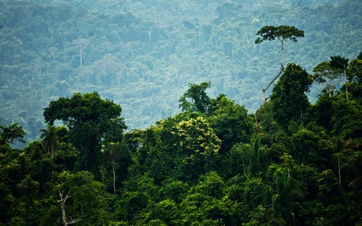 Amazônia Legal deve lançar cartilha de regularização fundiária na COP 30