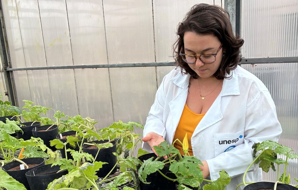 Pesquisadora Maria Luiza Frigério verifica os experimentos feitos com plantas de abobrinha cultivadas em estufa — Foto: Elza Guimarães/IBB-Unesp