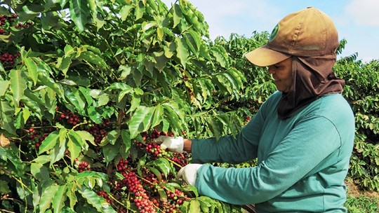 Pacto para melhorar condições de trabalho na cafeicultura será assinado em Minas Gerais