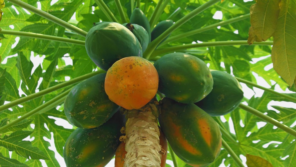 Aprenda como plantar mamão — Foto: Canva/ Creative Commoms