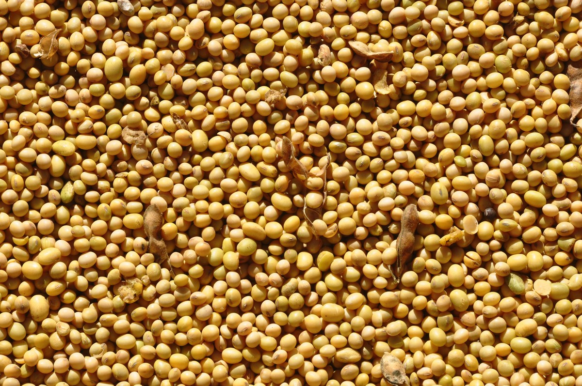 Soja e milho têm pouca variação em Chicago à espera de relatório do USDA