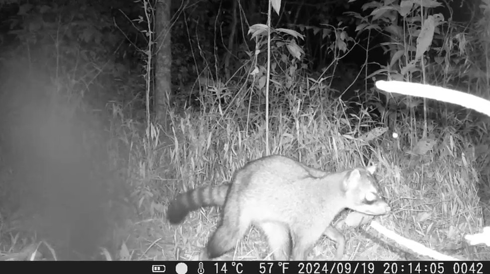 Câmera instalada na Reserva Comuna da Serra registra vida noturna na região — Foto: Arquivo pessoal