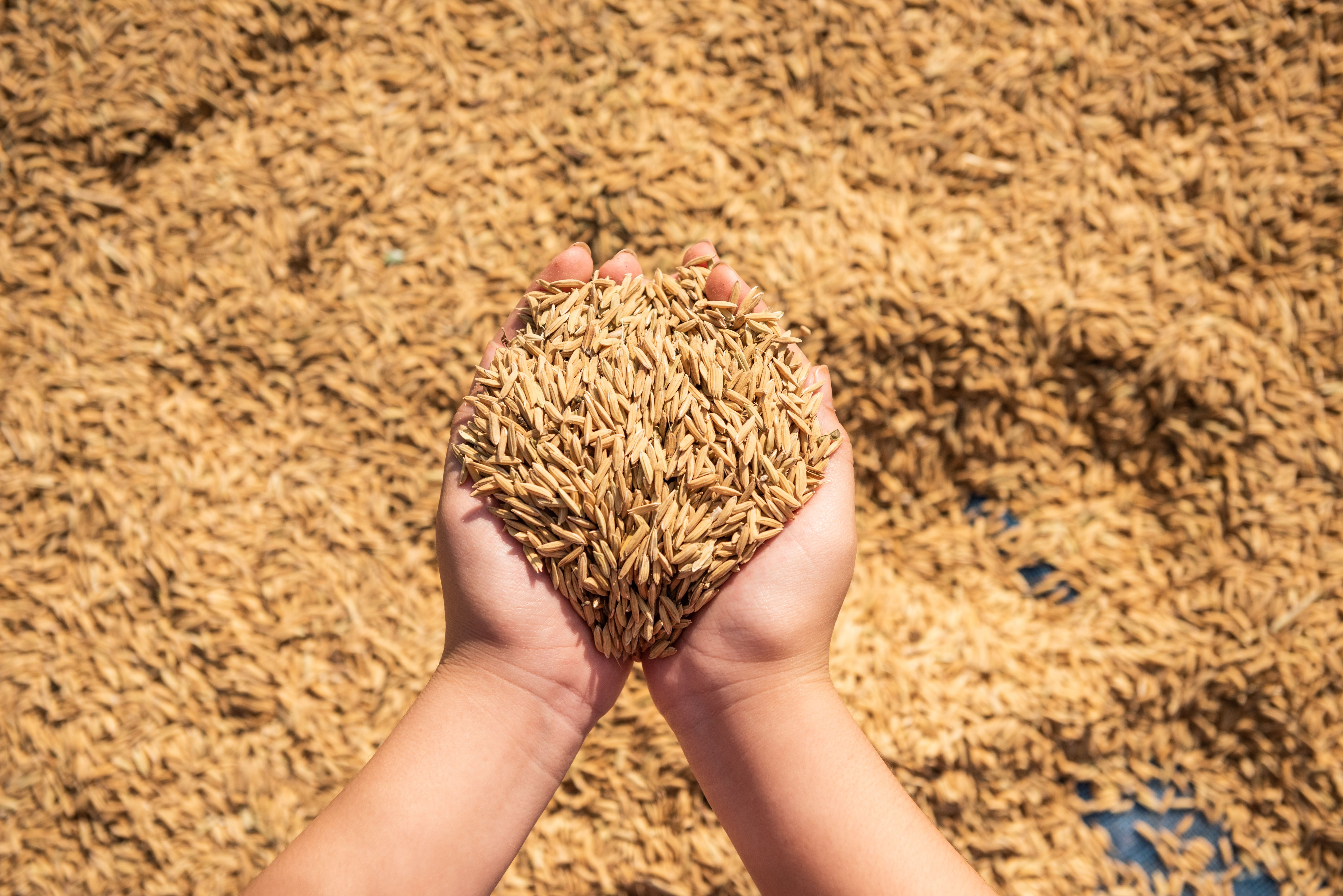 Arroz: Conab fixa em R$ 5 por quilo preço para compra em leilão