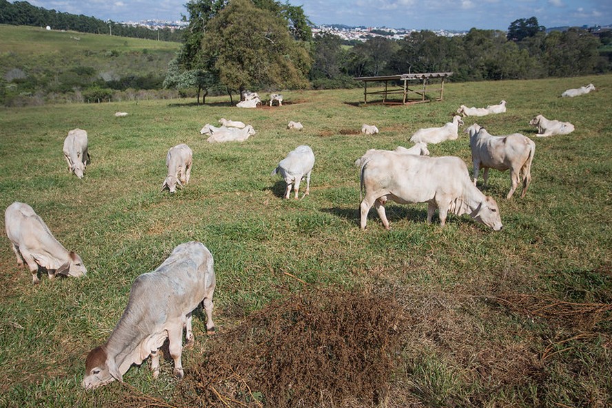 Criadores de gado paulistas estão pedindo valores acima da referência