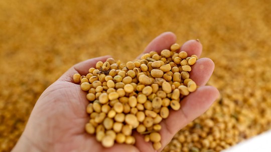 Datagro Grãos eleva estimativa de safra da soja para 147,9 milhões de toneladas