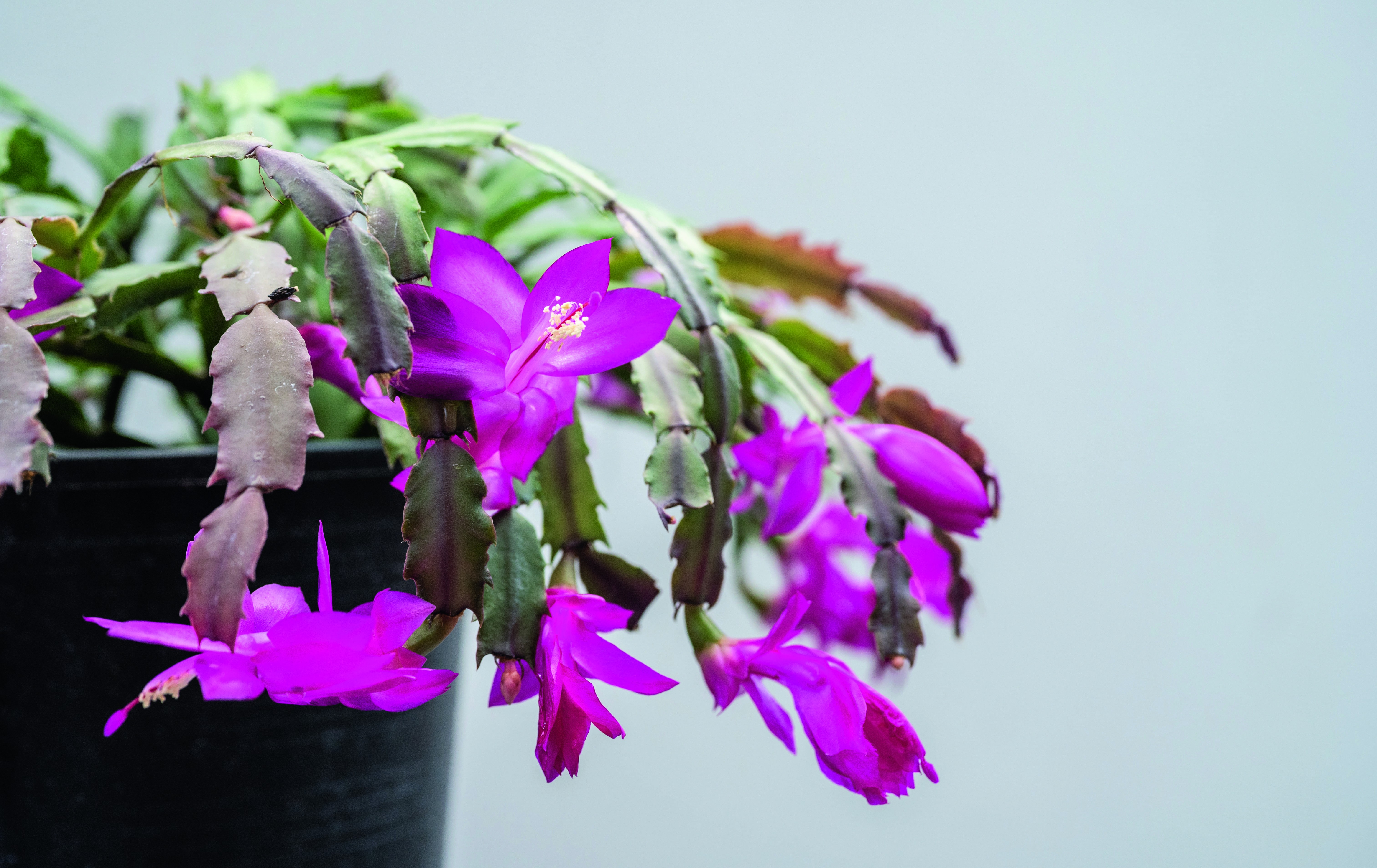 Como plantar flor-de-maio