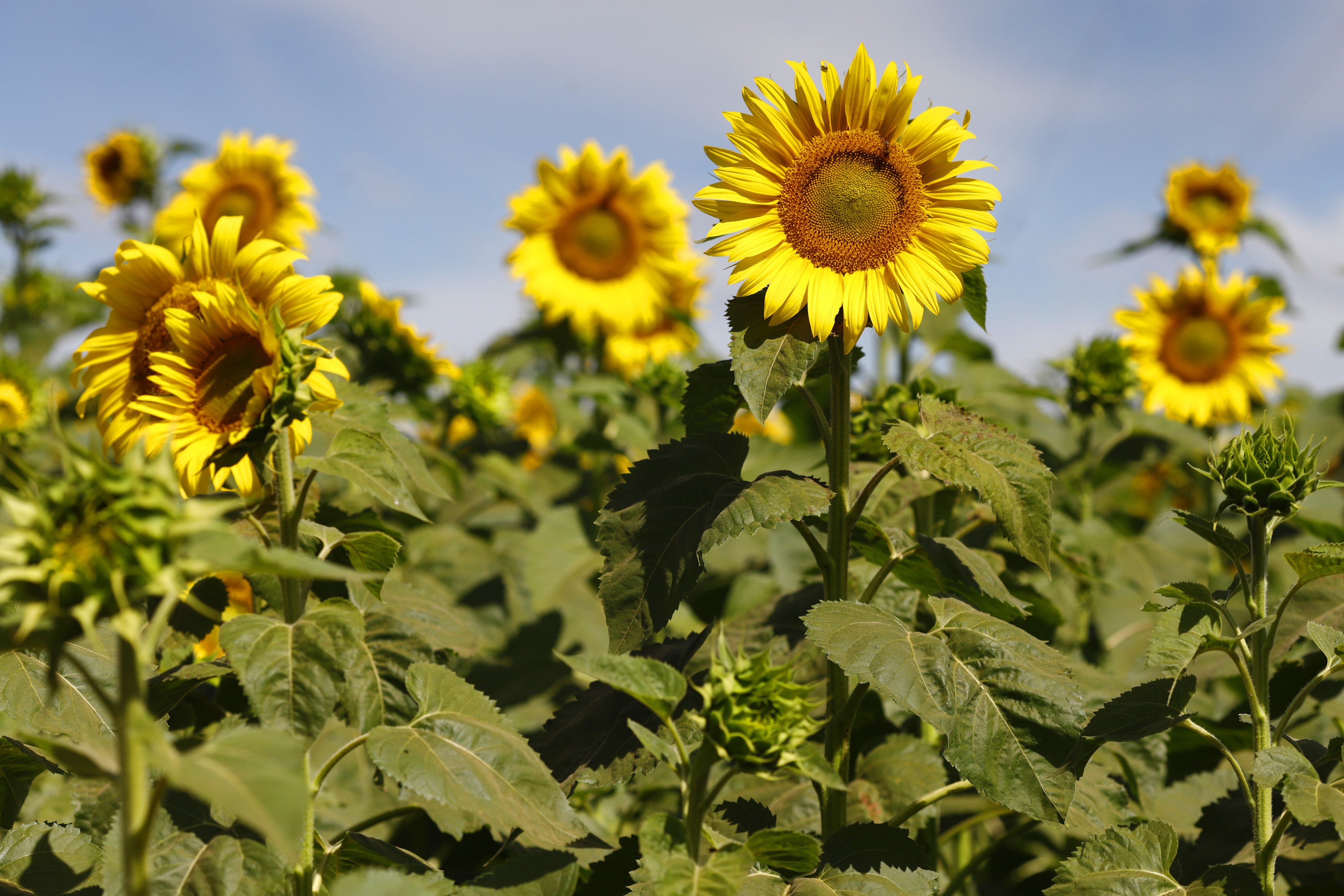Produtor de Goiás tem até dia 31 para encerrar plantio de girassol