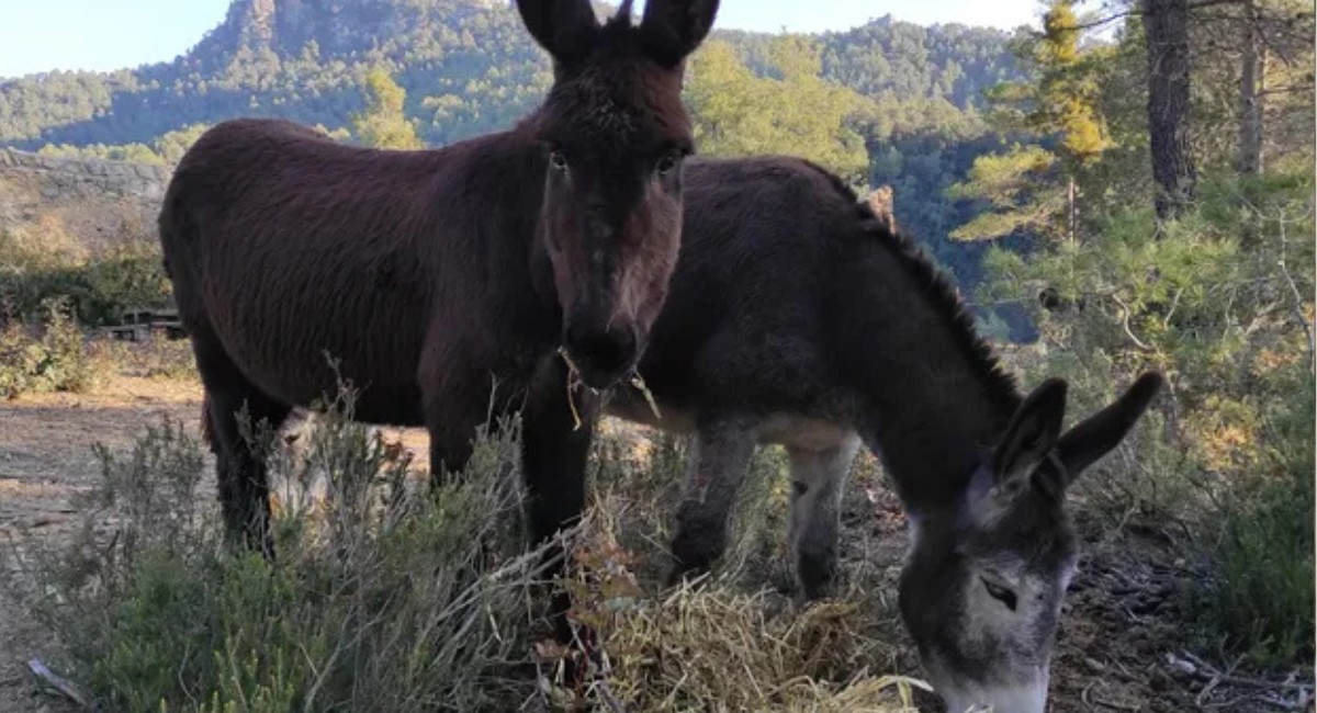 Como burros, vacas e cavalos estão ajudando a evitar incêndios florestais na Espanha