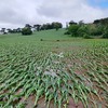 Na propriedade de Aldino Iargas, milho "deitou" na lavoura - Arquivo pessoal