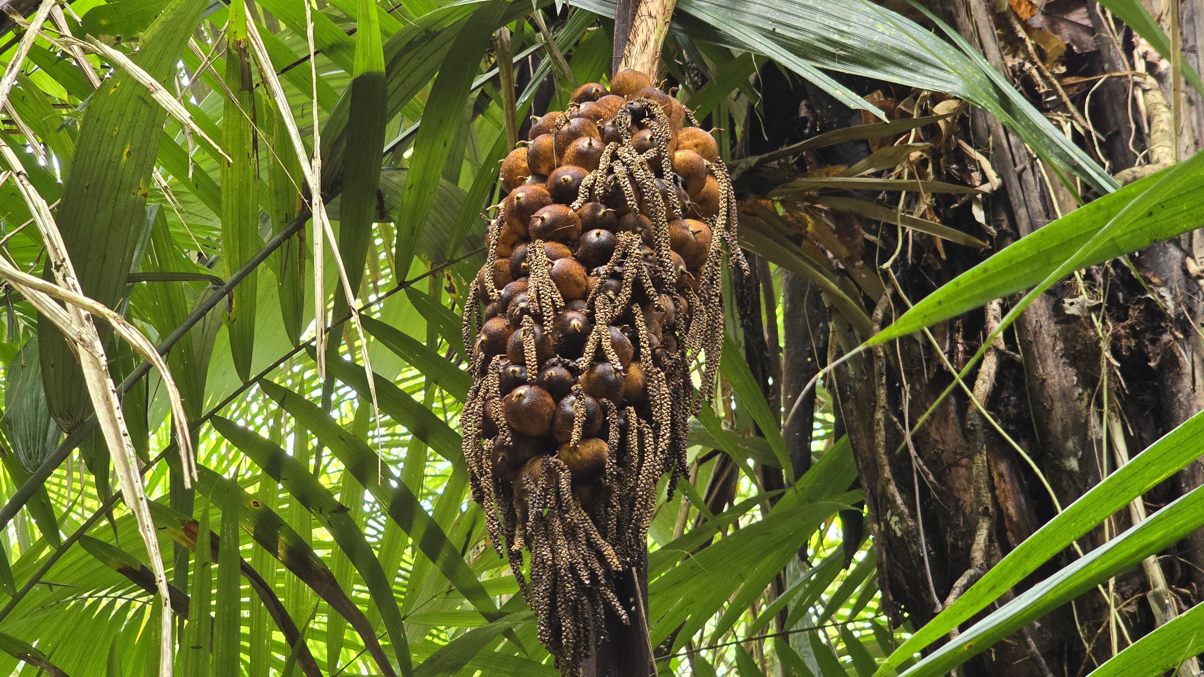 Popularização do murumuru garante renda e preservação na Amazônia
