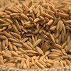 Conab estimou produção de arroz da safra 2024/25 em 12,32 milhões de toneladas, 16,5% acima da temporada 2023/24 - Nilson Teixeira / Epagri