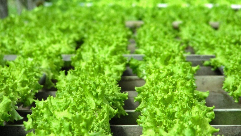 Mapfre lança seguro rural para hortaliças