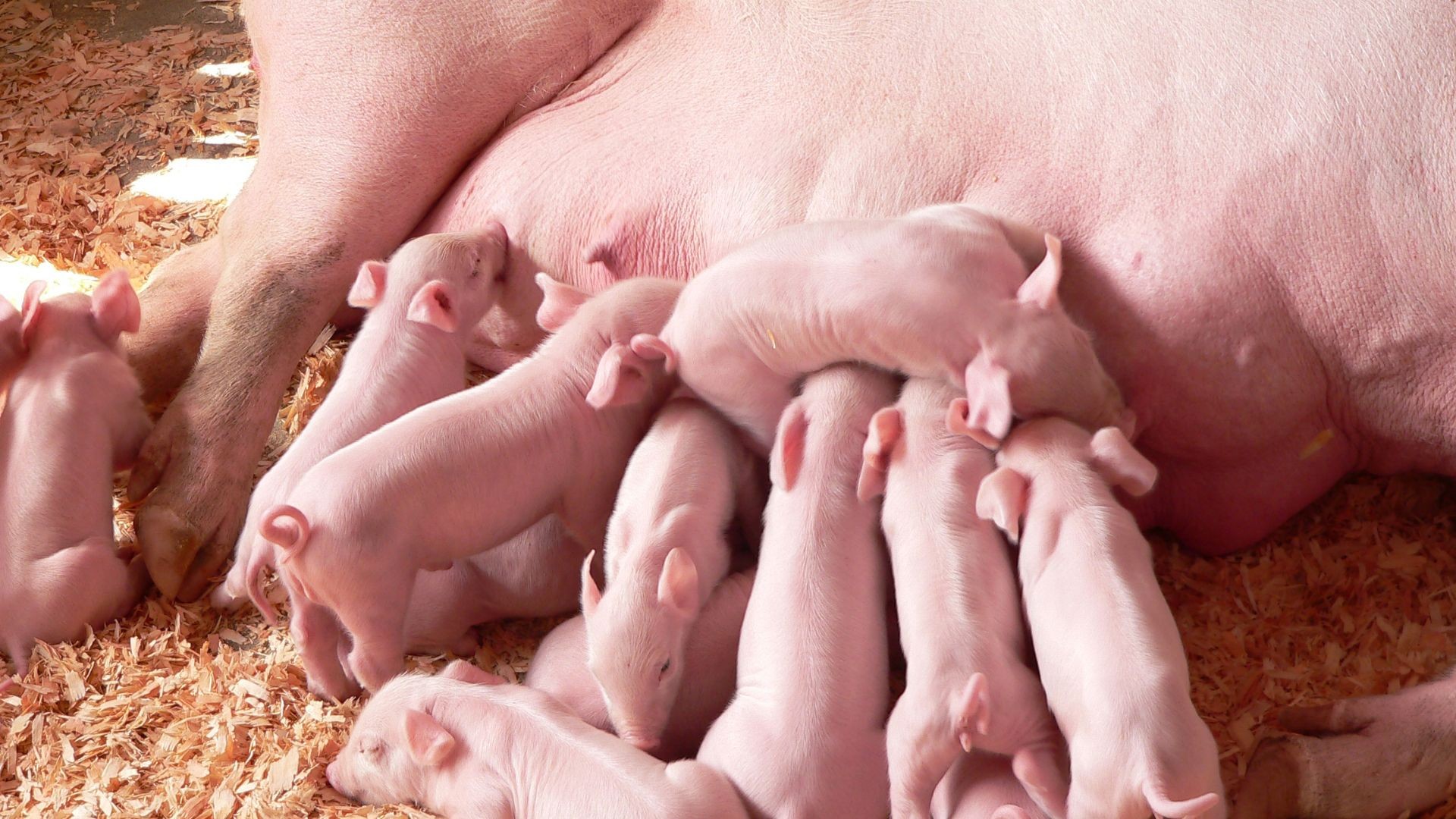 Ninho artificial biodegradável auxilia porcas antes do parto; conheça