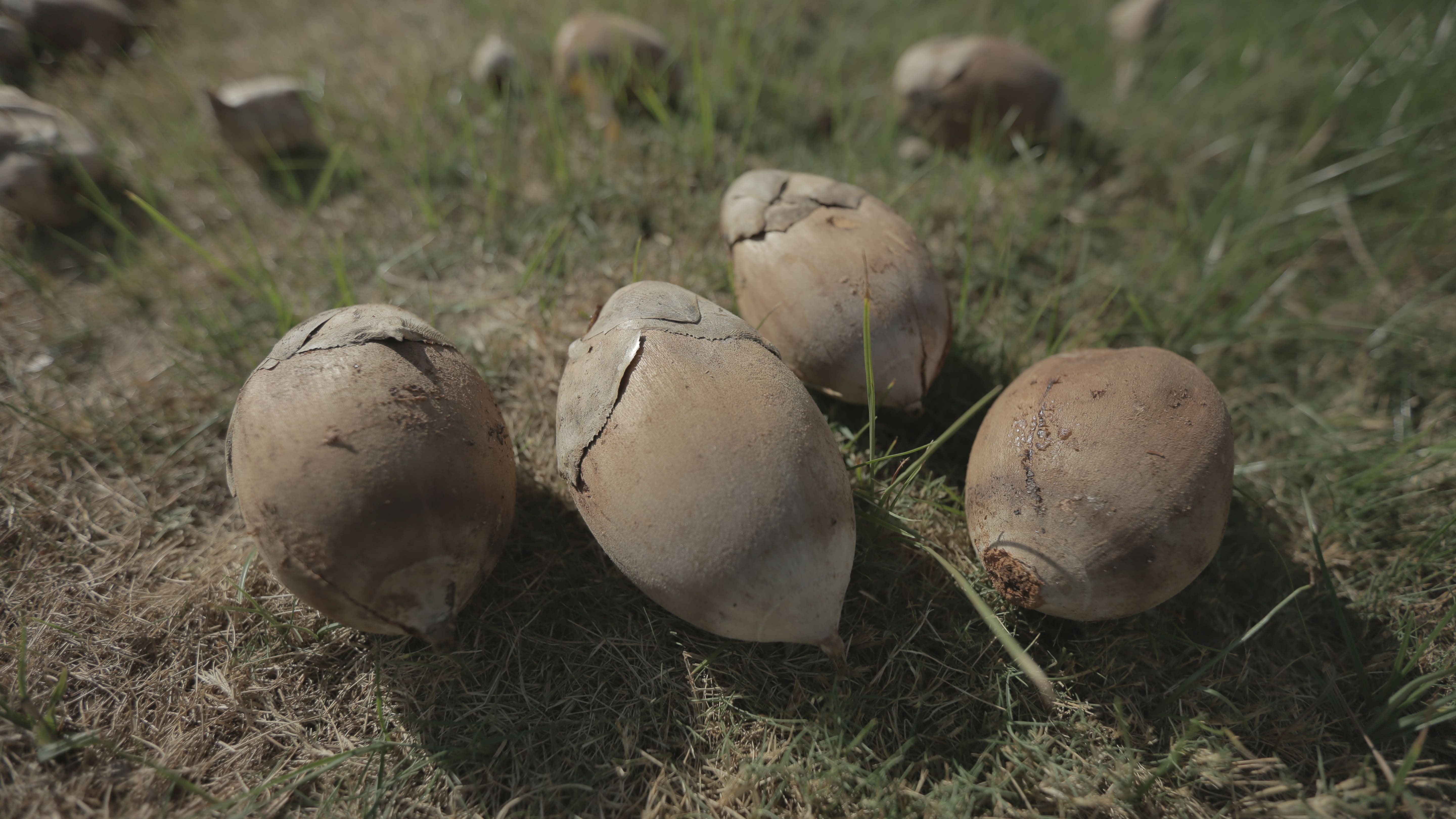 Tobasa receberá R$ 9,3 milhões em incentivos para a cadeia do coco de babaçu