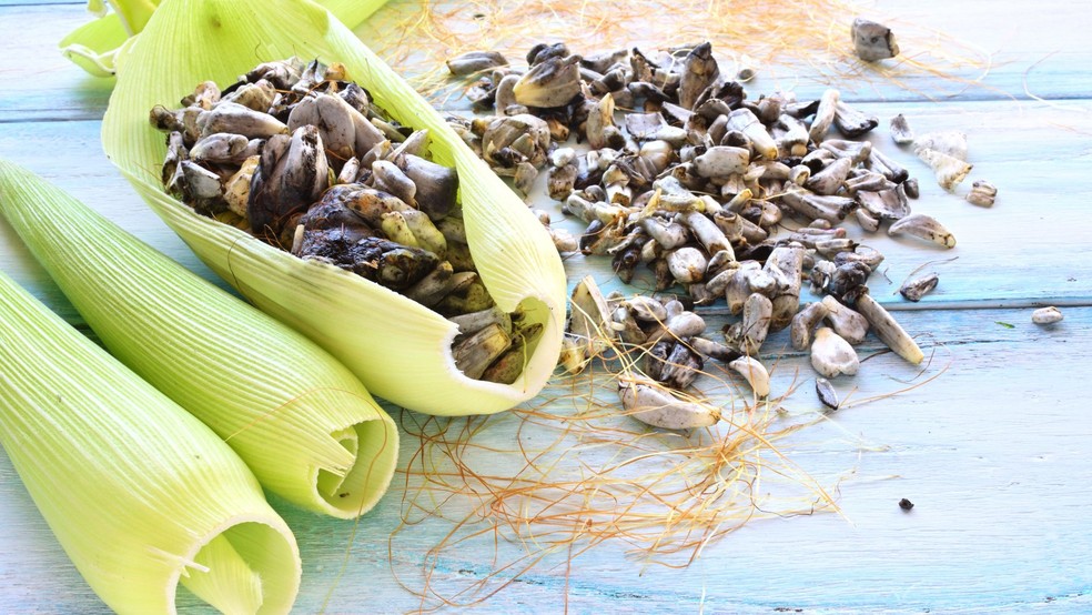 Mexicanos utilizam o huitlacoche em diversas preparações — Foto: Canva/Creative Commons